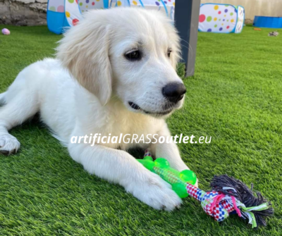 Grass for dogs cheap outlet price wholsale europe- AGO Paris 35mm